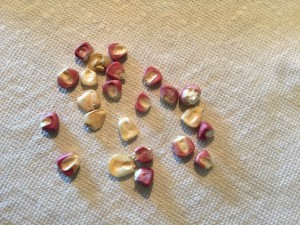 How many of these corn seeds will germinate?