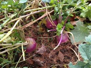 A Feast of Turnips!