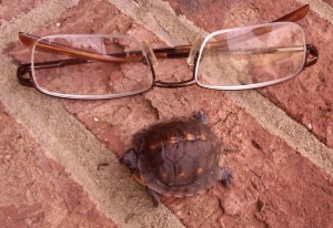 Hatchling box turtle first found in mid October in GA