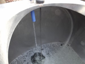 The clear sap enters the collection tank