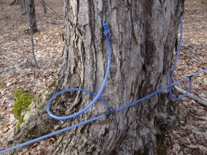 The sap flowing out of the tap joins a network of tubing flowing downhill