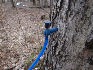 The trees are tapped in late February and Early March depending on the weather