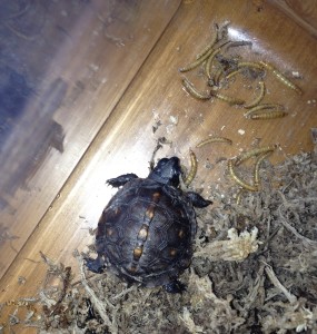 Meal worms make a good meal for a young box turtle