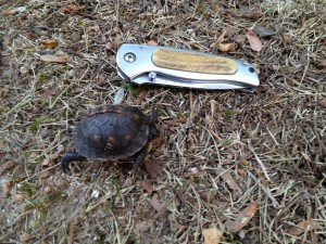 Baby map turtle next to a 3 1/2 inch pocket knife