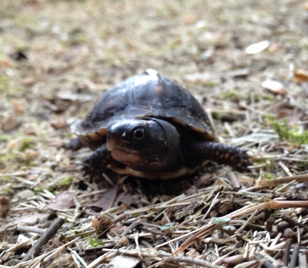 Eastern Box Turtle Hatchling Mink Hollow Farm