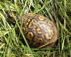 Mature Common Box Turtle (Terrapene Carolina, Linnaeus) (yellow phase)