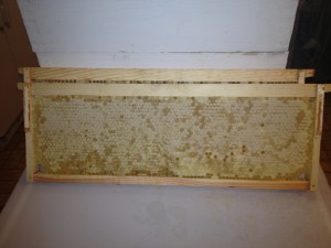 Frames of honey ready to be extracted