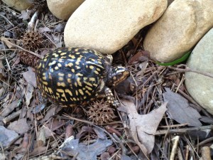 Mature Common Box Turtle (Terrapene Carolina, Linnaeus) (dark phase)