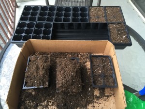 Filling the trays with potting soil