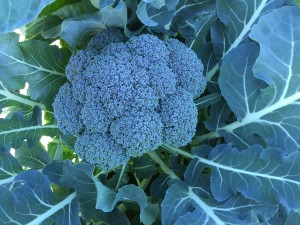 A Healthy Head of Broccoli