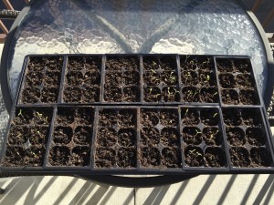 The seedlings starting to germinate