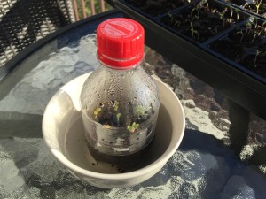 Miniature Greenhouse