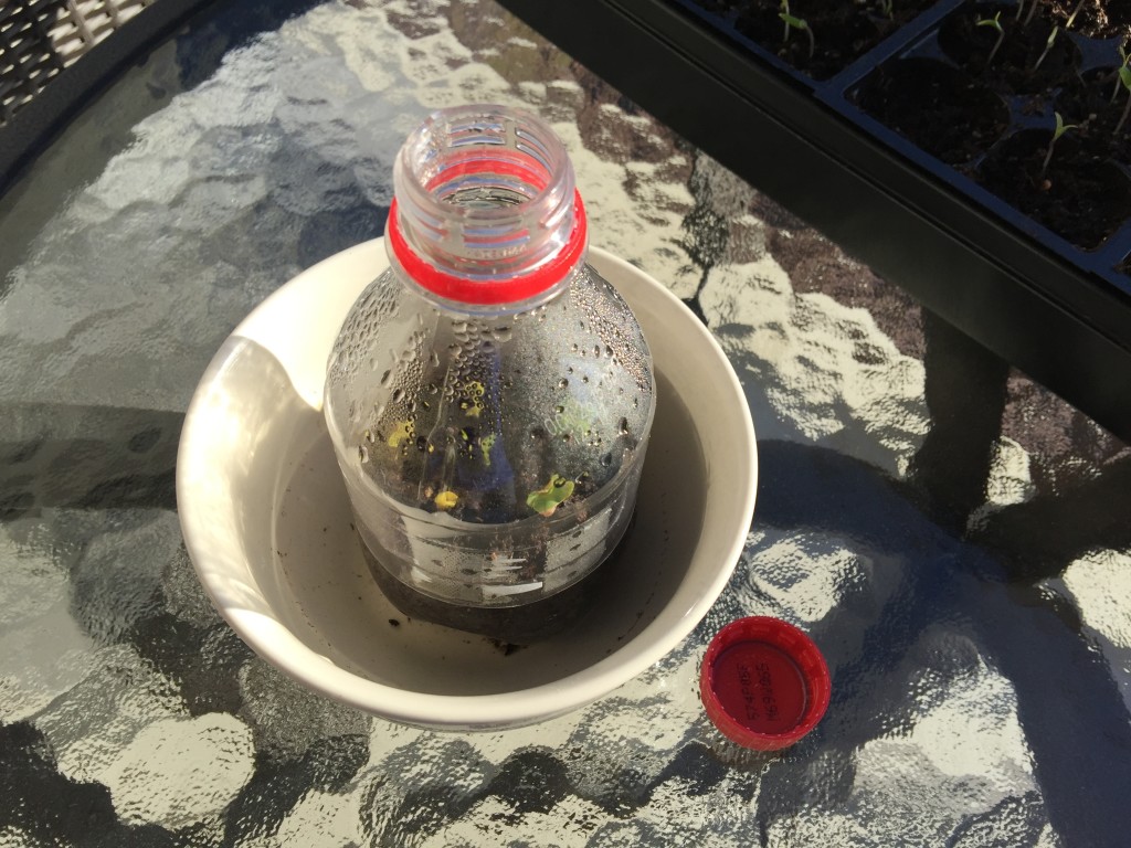 Coke Bottle Greenhouse Mink Hollow Farm