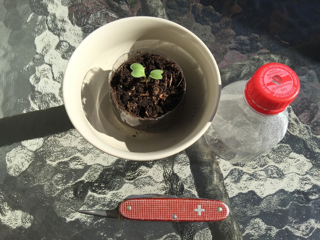 Coke Bottle Greenhouse Mink Hollow Farm