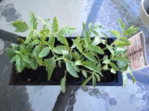 Different Tomato Variety Leaf Patterns