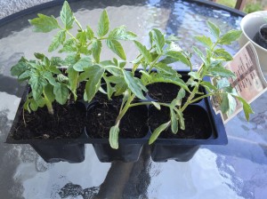 Tomato Six Variety Six Pack Plants