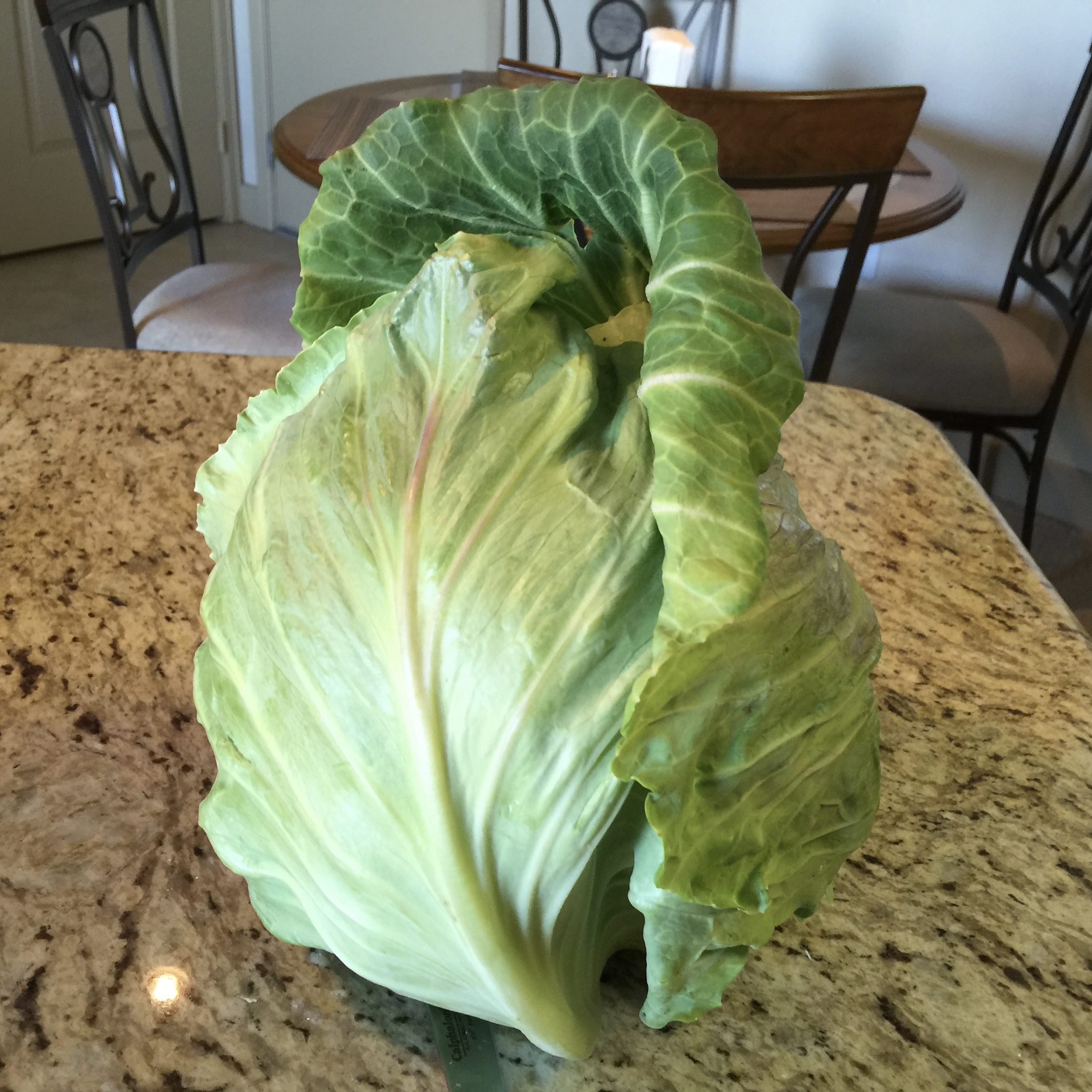 Fun Growing Cabbage in a Winter Garden in  Southern California