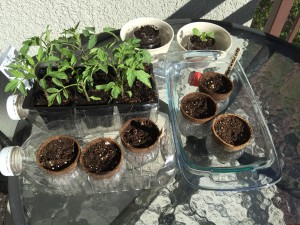 Using juice containers as growing containers