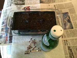 Two holes in the bottle cap for more controlled watering - the small hole lets in air!