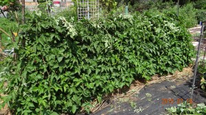 Training the trailing vines