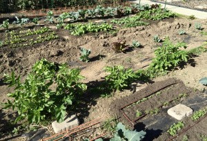 Rows of seedlings becoming established