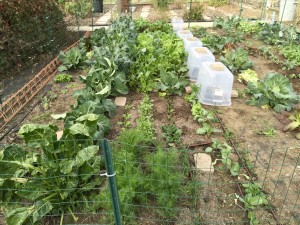 Short rows of seedlings growing