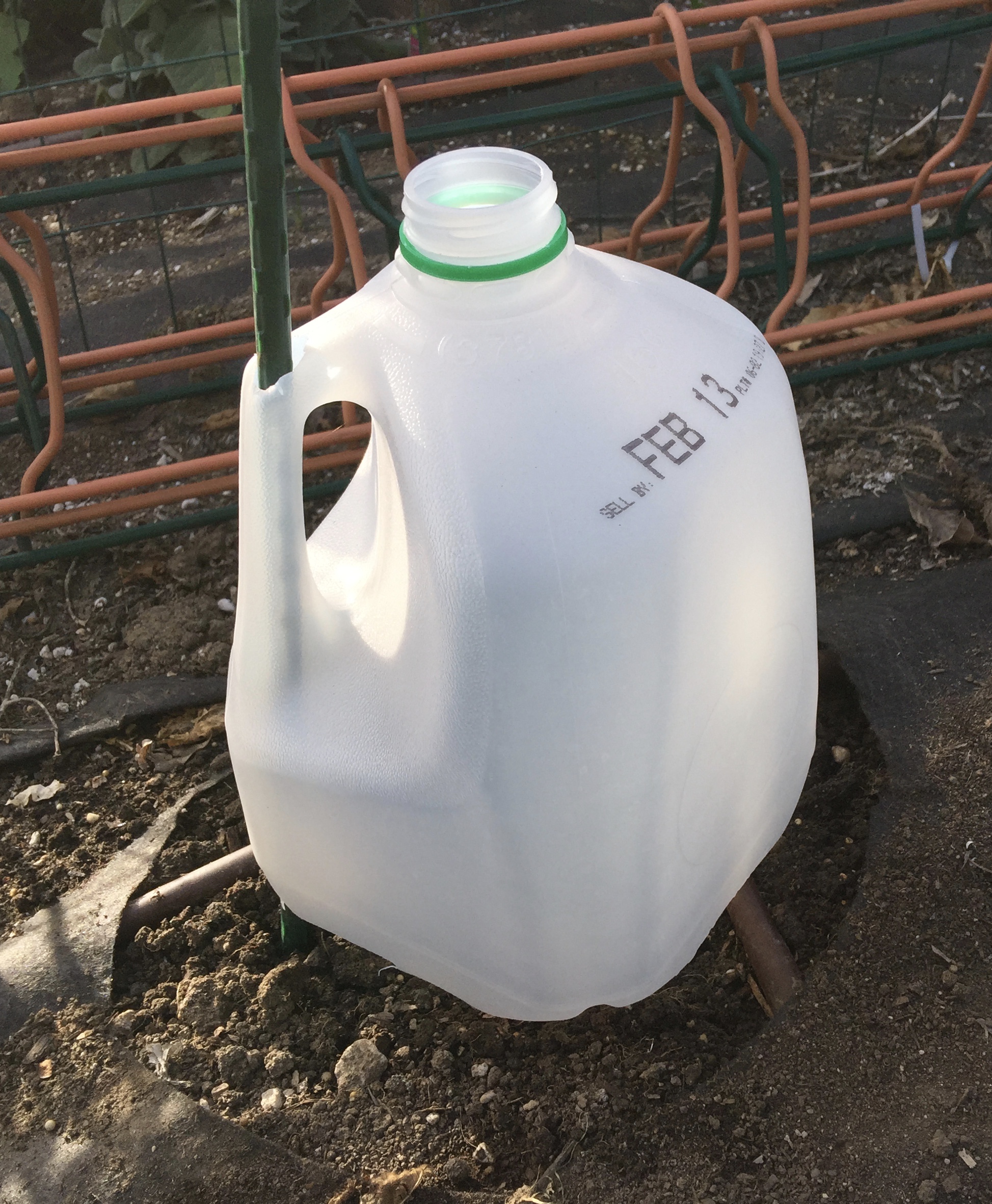 Milk jug greenhouse for protecting young plants