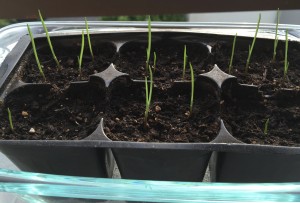 Germinating garlic bulbils