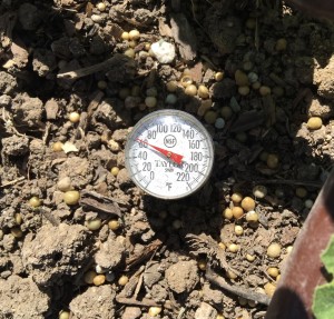 Soil Thermometer