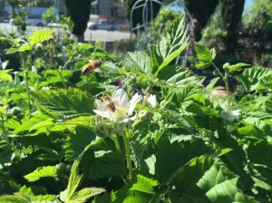 Honeybees pollinating the blossoms!