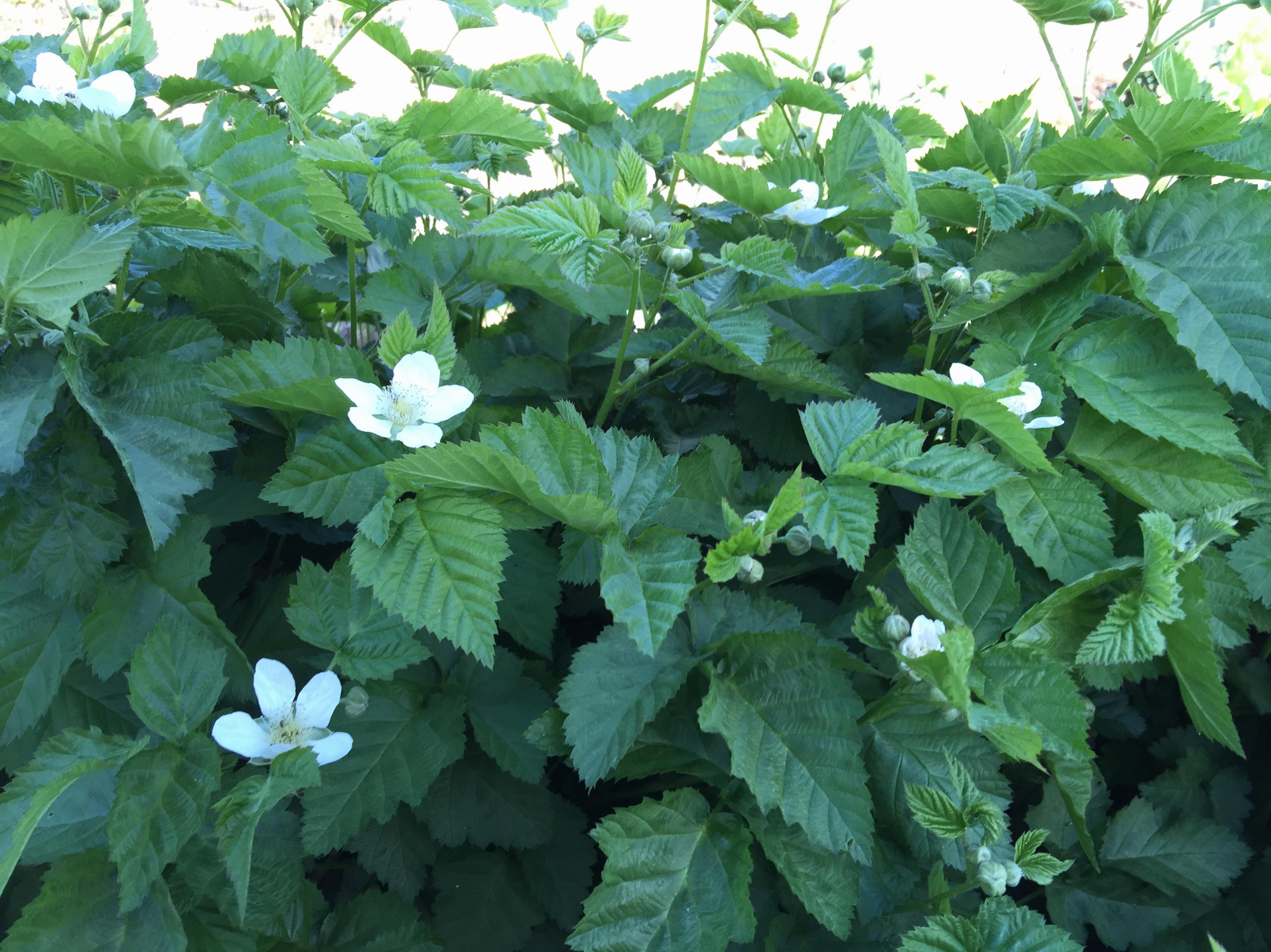 Boysenberries – Bringing a planting back to life
