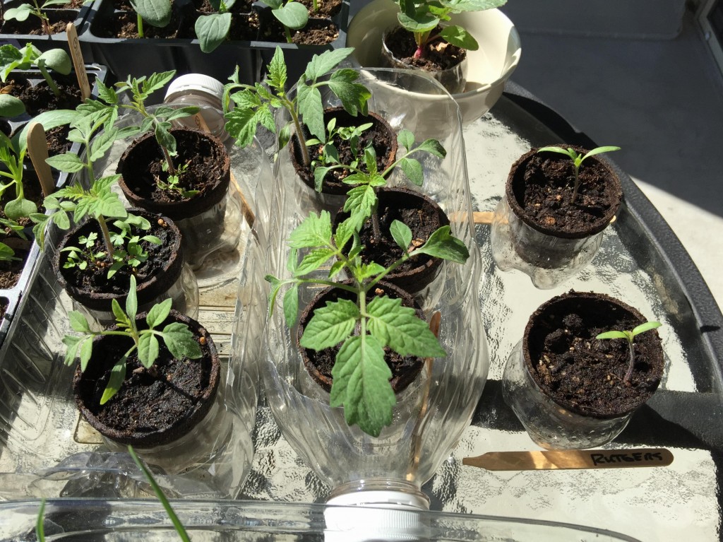 Coke Bottle Greenhouse Mink Hollow Farm