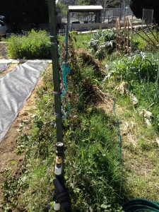 We inherited a poorly maintained Boysenberry planting