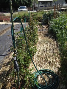 Smothering the bermudagrass with "weed" straw