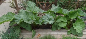 Rhubarb plants growing in the garden