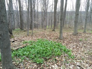 Ramps growing in the Spring in the western NY forest