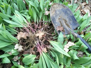 When first dug, the roots are intertwined with the soil