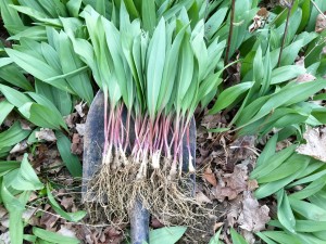 Separated from the soil and ready to clean