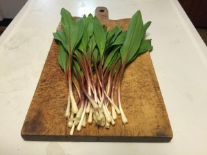 Ramps ready for your favorite recipe or fresh chopped in a sandwich or salad