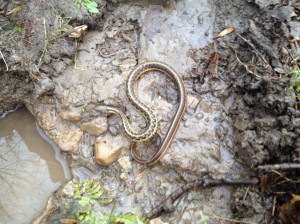 A garter snake and Red-Backed salamander disturbed when lifting a rock