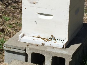 Honeybees entering and exiting through a reduced entrance put in place last Fall