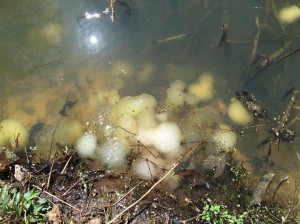Multiple egg masses laid by how many types of amphibians?