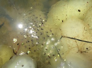 Amphibians developing within the eggs