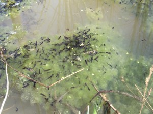 Wood Frog Pollywogs