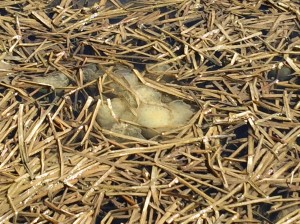 Amphibian eggs in dead marsh grass