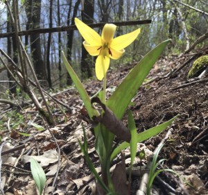 Trout Lilly - Erythronium americanum