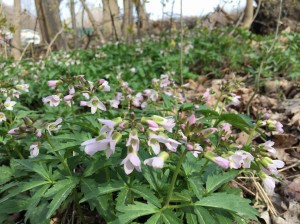 Slender Tooth Wort - Cardamine angustata