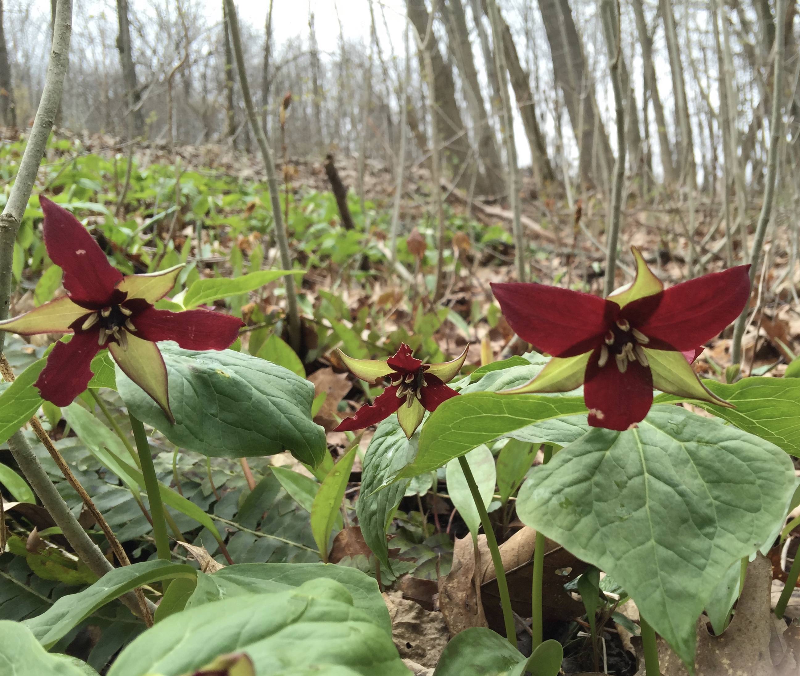 Red Trillium -Trillium erectum