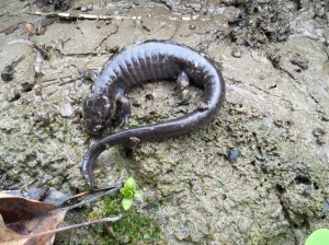 Salamander - most likely some type of spotted salamander