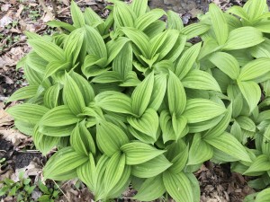 False Hellebore - Veratrum virile (extremely poisonous)